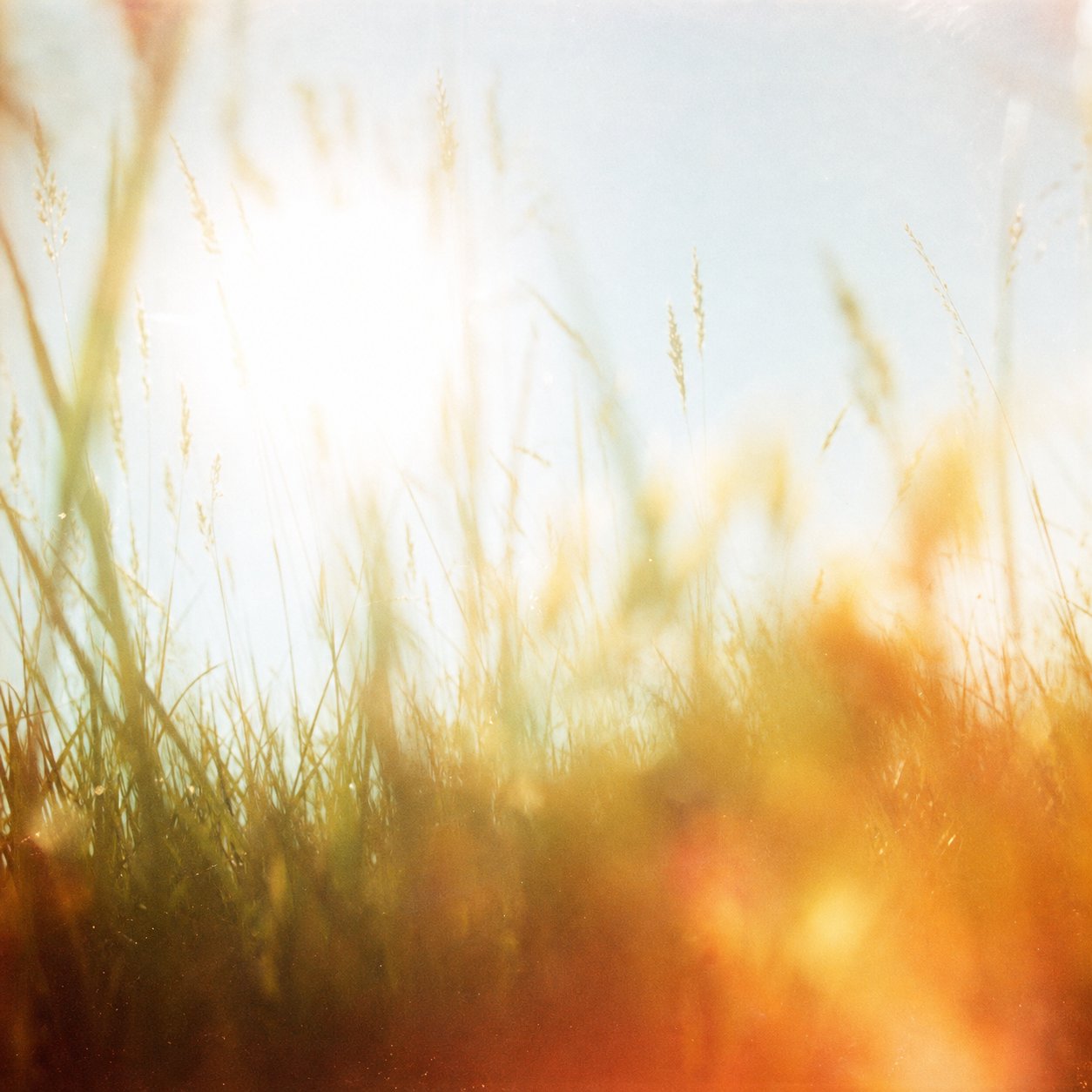 Album artwork concept — sunlight blooming through summer grass.